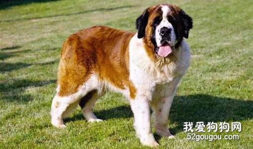 哪些狗狗属于超大型犬?巨型犬的价格