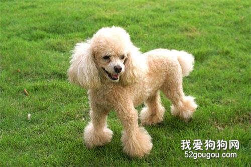 母犬绝育后的脾气变化了怎么办?