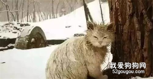 <b>流浪猫的一生有多短？</b>