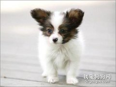 <b>蝴蝶犬的6大优点，让你爱不释手</b>