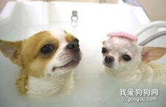 <b>狗狗美容修剪毛发的好处和常用步骤</b>