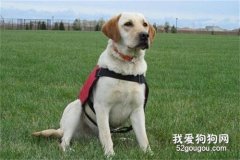 <b>拉布拉多如何训练？6项不能不知道的能力提升</b>