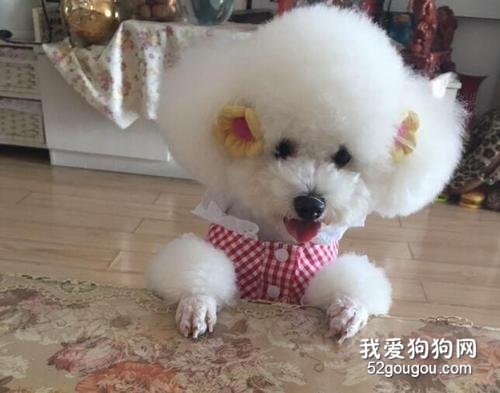 孕期的比熊能够喝奶粉吗?