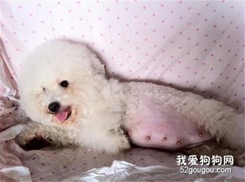 孕期的比熊能够喝奶粉吗?