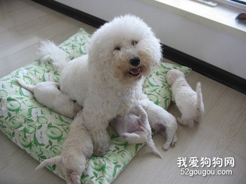 孕期的比熊能够喝奶粉吗?