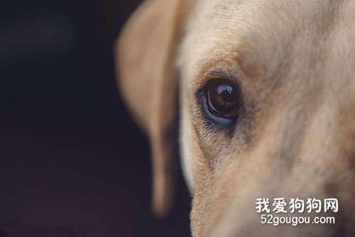 金毛有泪痕一切正常吗,金毛幼狗有很深的泪痕