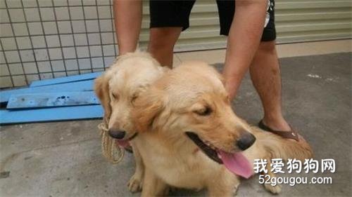 狗狗配种失败的4大原因你知道么?