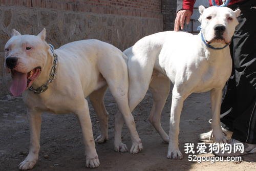 狗狗配种失败的4大原因你知道么?