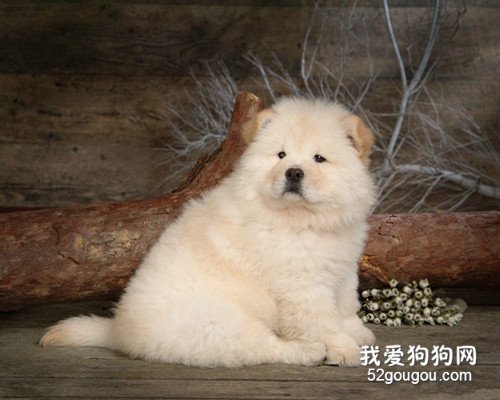 松狮泪痕如何清除,松狮幼犬泪痕会消退吗