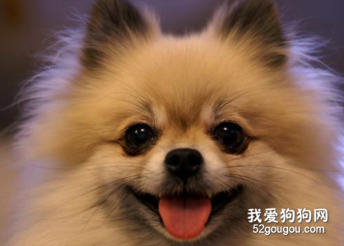 博美常有泪痕吗,博美狗狗泪痕怎样去掉