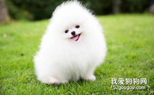 博美常有泪痕吗,博美狗狗泪痕怎样去掉