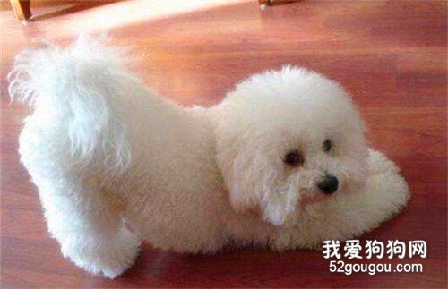 比熊耳朵发出臭味是什么原因,比熊耳螨如何清除?