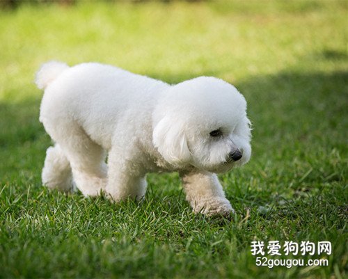 比熊耳朵发出臭味是什么原因,比熊耳螨如何清除?