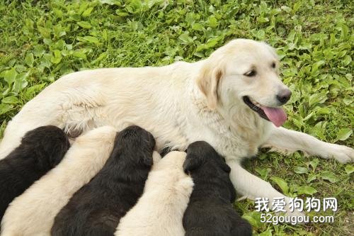 狗狗产后吃什么下奶多,产后护理小知识!