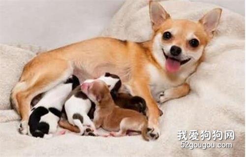 狗狗产后吃什么下奶多,产后护理小知识!
