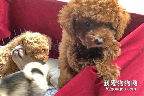 星期狗是什么意思?教你如何分辨星期狗