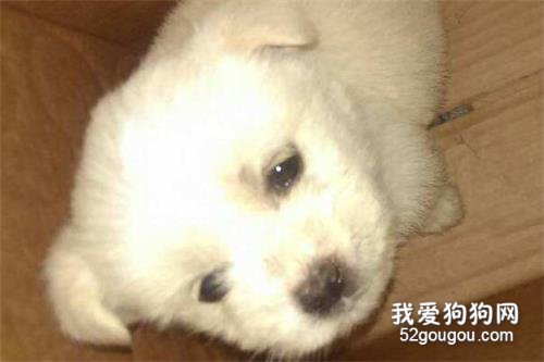 星期狗是什么意思?教你如何分辨星期狗