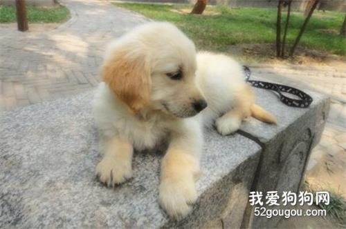 星期狗是什么意思?教你如何分辨星期狗