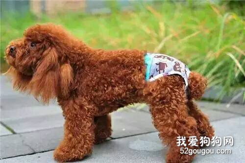 狗狗来月经能洗澡吗?狗狗经期护理常识!