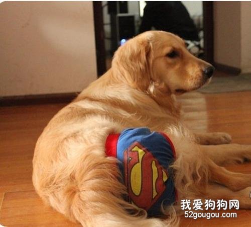 狗狗来月经能洗澡吗?狗狗经期护理常识!