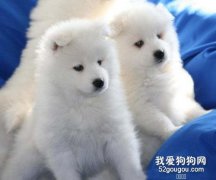 <b>小狗感冒咳嗽怎么办，对症下药是关键</b>