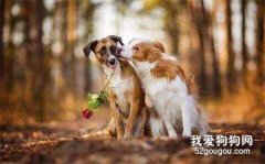 <b>春季狗狗要警惕这些疾病！</b>