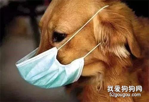 <b>疫情当下：我的狗，我真的保护不了吗……</b>