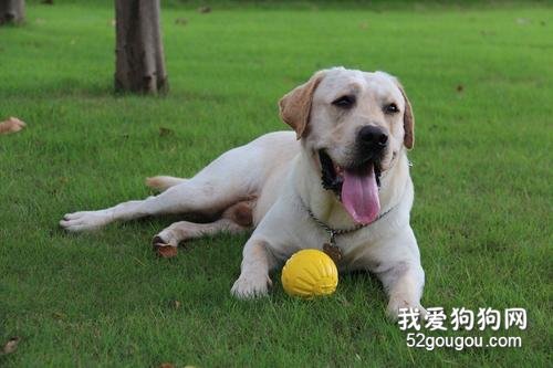 拉布拉多如何看纯不纯 看这五点就没错了!