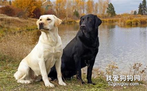 拉布拉多如何看纯不纯 看这五点就没错了!