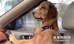 <b>阿金模仿爸爸开车，还知道四处张望，查看路况！</b>