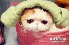 <b>给猫咪洗澡注意什么？</b>