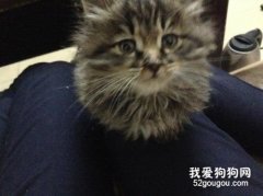 <b>长毛狸花猫稀有吗 这种猫好吗</b>