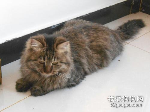 长毛狸花猫稀有吗 这种猫好吗