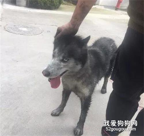 <b>网友带哈士奇回农村，可没想到每天都要在臭水沟救它一次，笑屎了！</b>