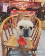 <b>小法斗天赋异禀，一头就将木门撞出来个“大窟窿”…</b>