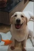 狗妹犯错将受罚，狗姐立刻挡在了妹妹身前~