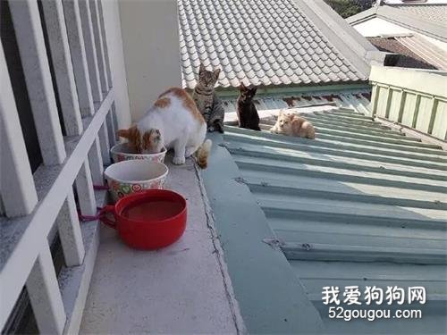 <b>喂养的几只流浪猫，在吃饭时，它们居然都懂得排队，太乖了！</b>