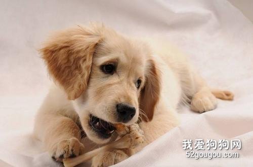 狗狗吃了骨头卡肛门 别再喂这些危险品了!