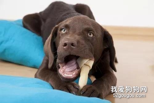 狗狗吃了骨头卡肛门 别再喂这些危险品了!