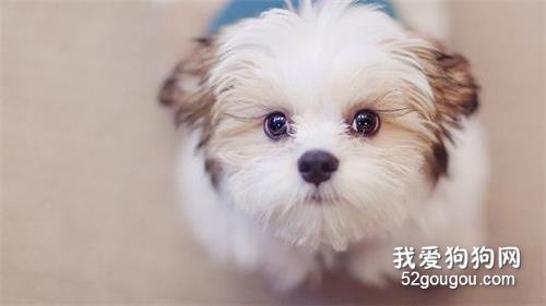 小狗吐白沫 警惕疾病前兆!