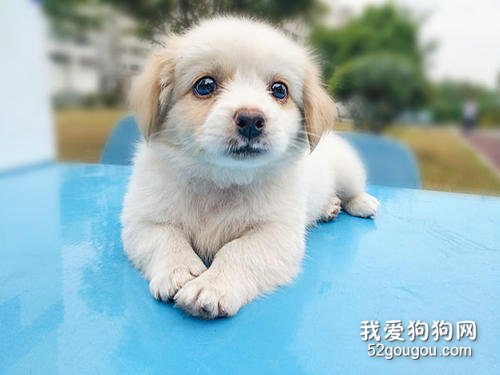 幼犬拉血便是什么情况 警惕犬瘟细小