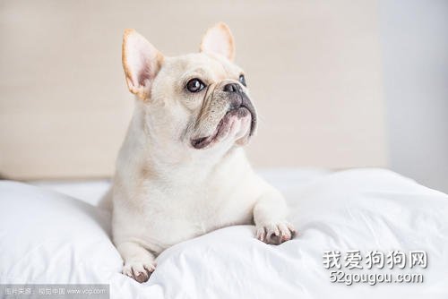 法斗为什么要剖腹产 是品种特殊性吗?