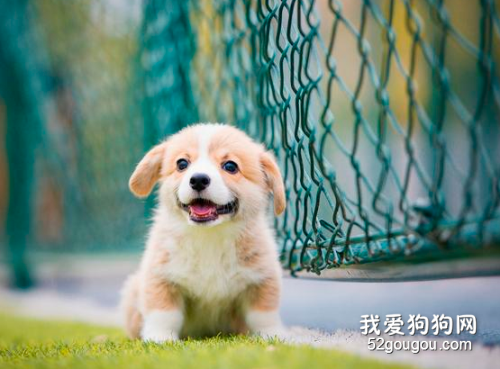 怎样把柯基变得听话?请接纳“老司基”的这5个窍门