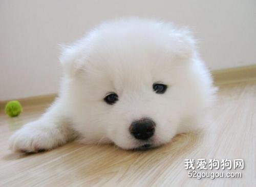萨摩耶嘴角烂怎样治,狗狗嘴角烂怎样治