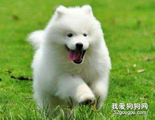 萨摩耶嘴角烂怎样治,狗狗嘴角烂怎样治