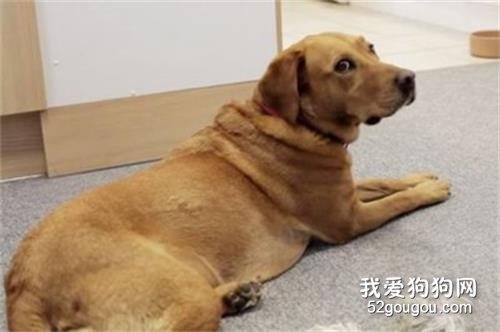 2个半月的金毛感冒吃什么药?