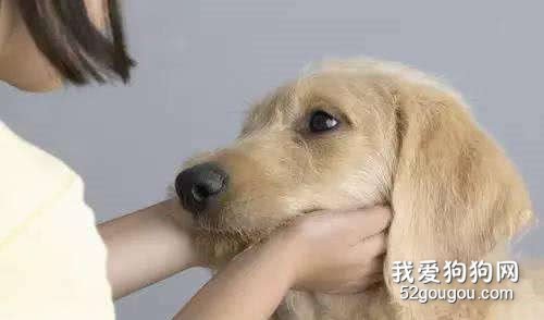 2个半月的金毛感冒吃什么药?