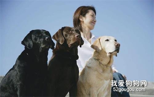 为何黑色拉布拉多非常少许多人养?