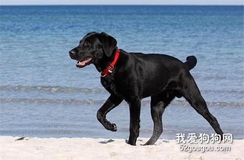 为何黑色拉布拉多非常少许多人养?
