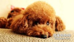 <b>小狗拉稀常用药品有哪些？</b>